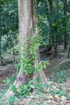 Large Tree Trunk with Roots and Sprouts in Tropical Forest Stock Photos