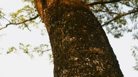 Large tree trunk with rough bark texture Foto stock