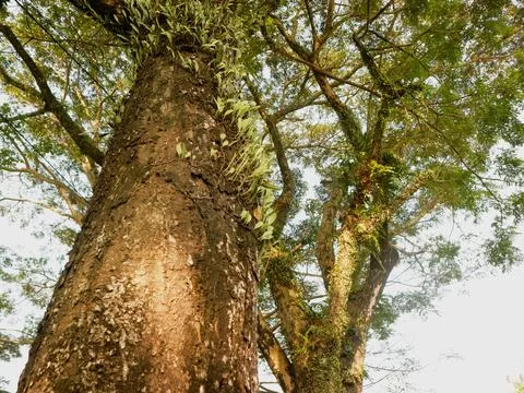 Large tree trunk with rough bark texture 写真素材