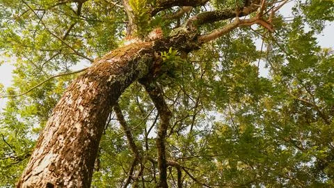 Large tree trunk with rough bark texture Stock Photos