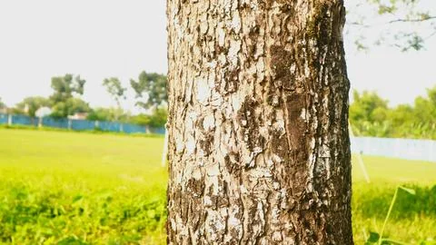 Large tree trunk with rough bark texture 写真素材