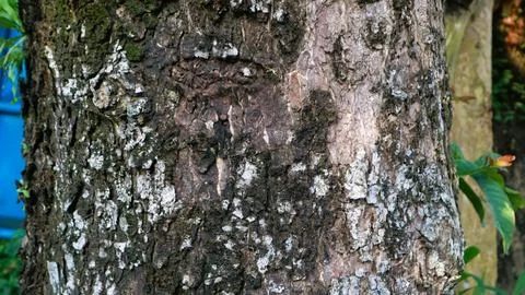 Large tree trunk with rough bark texture 写真素材