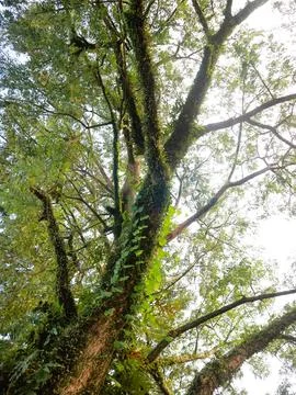 Large tree trunk with rough bark texture 写真素材