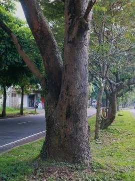 Large tree trunk with rough bark texture 写真素材