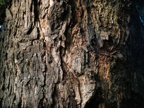 Large tree trunk with rough bark texture Stock Photos