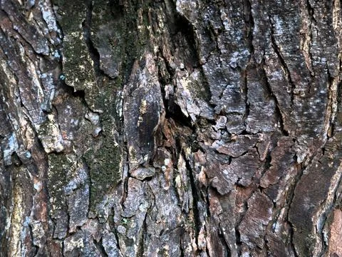 Large tree trunk with rough bark texture Stock Photos