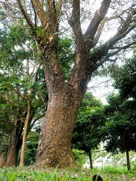 Large tree trunk with rough bark texture Stock Photos