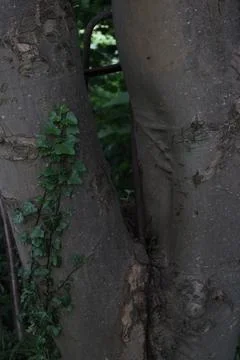 Large tree trunk with rusted iron pole embedded into tree Stock Photos