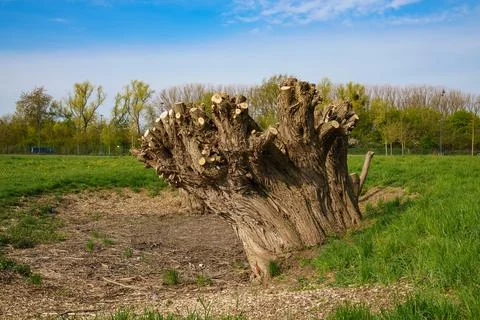 Large tree trunk with sawn branches. Spring landscape. Stock Photos