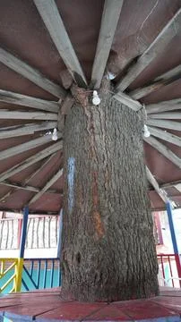 Large tree trunk serving as support column in a covered structure, support. Stock Photos