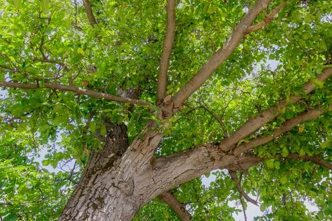 Large tree trunk with spreading branches and fresh green leaves under brigh.. Stock Photos
