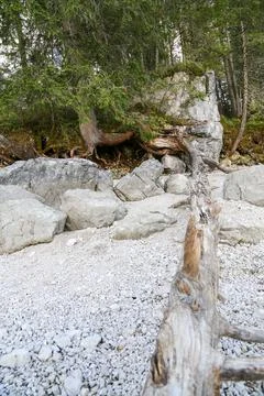 A large tree trunk is sticking out of the ground in a rocky area Foto stock