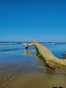 A large tree trunk stranded on the beach Stock Photos