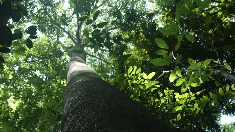 Large Tree Trunk in Sulawesi Rainforest Stock Footage 195280051