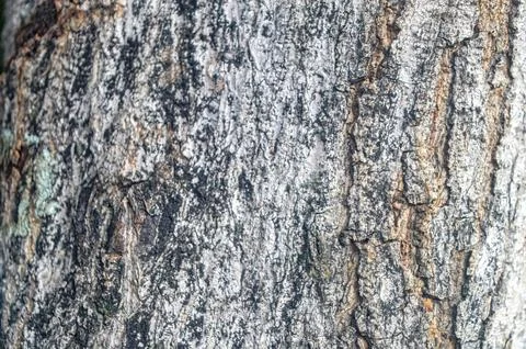 A large tree trunk texture Stock Photos