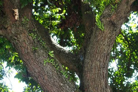 A large tree trunk with textured bark and small green plants Stock Photos