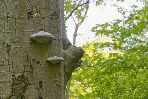 Large tree trunk with two wooden mushrooms and a cut branch Stock Photos