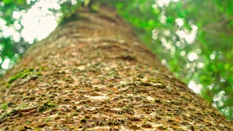 Large tree trunk viewed from below Stock Footage 333499109