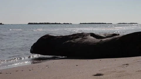 Large tree trunk washed ashore by the tide. In the background the calm waves Stock Footage 239325745
