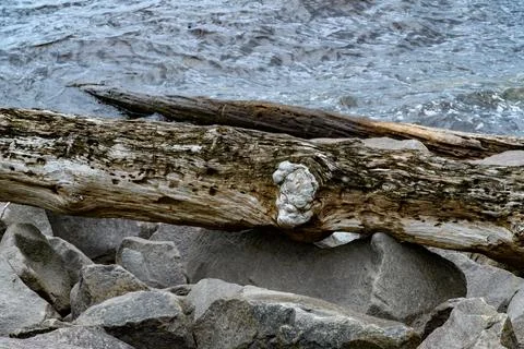 A large tree trunk washed ashore as driftwood, featuring a characteristic r.. Foto stock