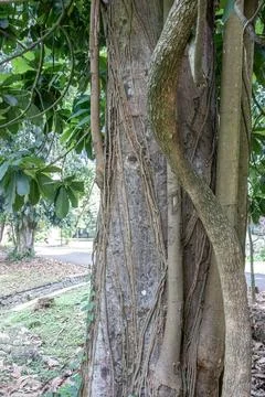 Large Tree Trunk Wrapped by Tropical Vines Stock Photos