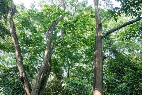 Large Tree Trunks and Green Shrubs in Tropical Forest Interior Stock Photos