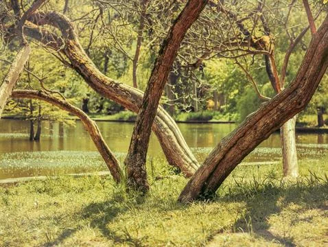 Large tree trunks reflecting in the water ofa a lake. Spring summer landsca.. Stock Photos