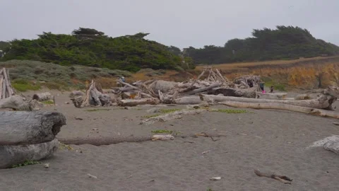 Large tree trunks scattered on the beach Stock Footage 251678499