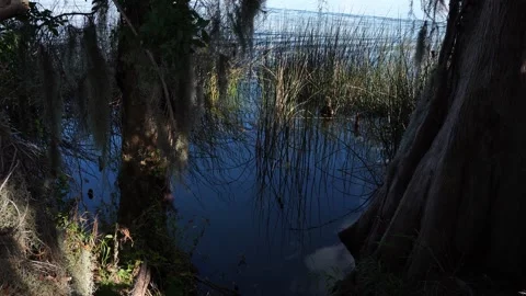 Large tree trunks stand in the water, along with aquatic grasses reflecting on Vídeos de archivo 328710733