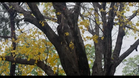 Large Tree Trunks with Yellowing Leaves in Overcast Light, No People Stock Footage 330414467