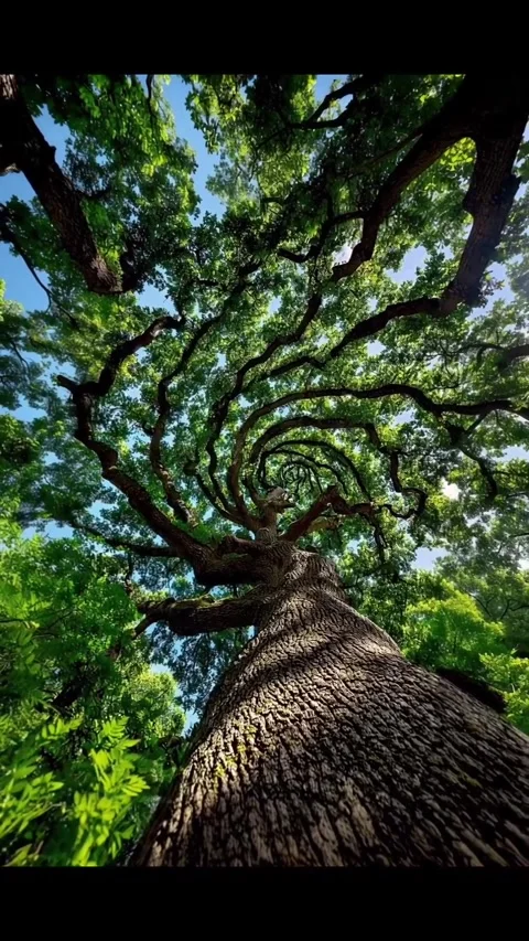 A large tree with twisting branches Stock Footage 320528760
