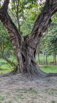 A large tree with two branches Stock Photos