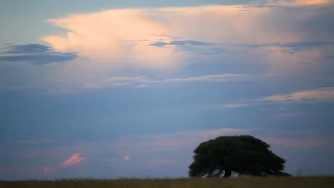 Large Tree Under a Heavenly Sky in South Africa 스톡 동영상 111329532