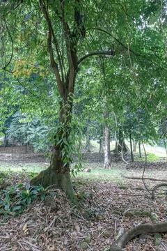 Large Tree Under a Lush Tropical Forest Canopy Stock Photos