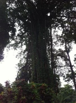 A large tree with vines growing on it. Stockfoto's