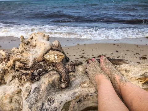 Large tree washed up on the beach Stock Photos