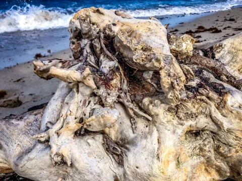 Large tree washed up on the beach Stock Photos