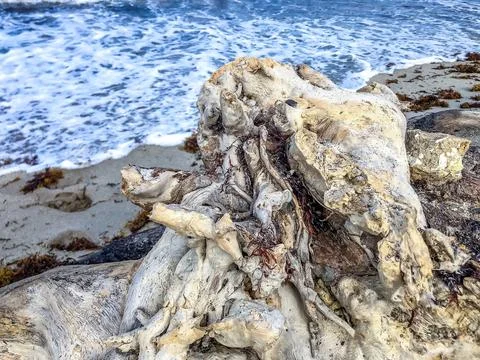 Large tree washed up on the beach Stock Photos