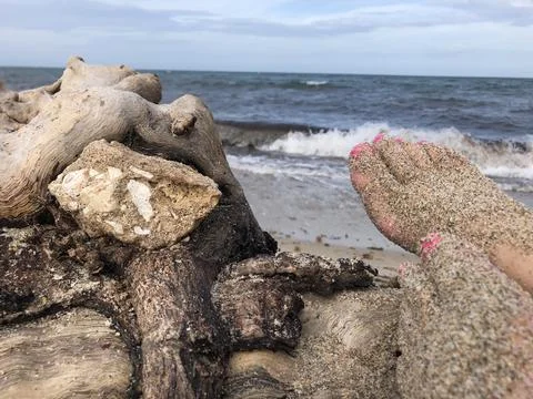 Large tree washed up on the beach Stock Photos