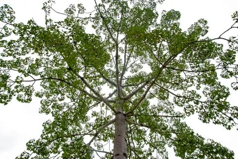 Large tree on a white background Stock Photos