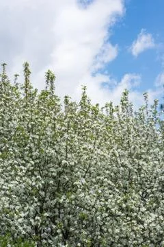 Large tree with white blossoms Stock Photos