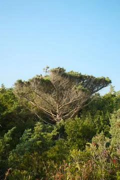 A large tree with wide, spreading branches stands amidst dense greenery und.. Stock Photos