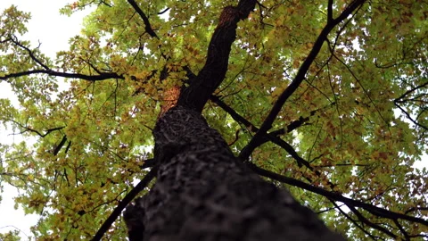 Large tree with a wide trunk and yellow autumn leaves. The camera revolves Stock Footage 140449270