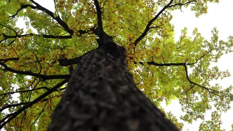 Large tree with a wide trunk and yellow autumn leaves. The camera revolves Stock Footage 140449335