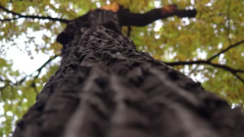 Large tree with a wide trunk and yellow autumn leaves. The camera revolves Stock Footage 140449469