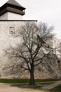 A large tree in winter with no leaves Stock Photos