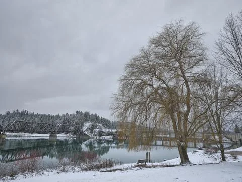 Large tree by winter in river. Stock Photos