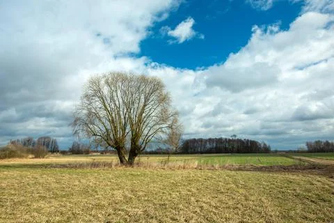 A large tree without leaves and a spring meadow Stock Photos
