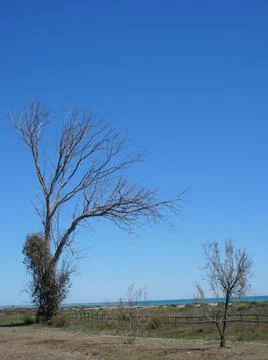 Large tree without leaves by the beach on a sunny day with blue sky Stock Photos