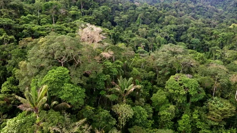 A large tree without leaves can be distinguished in the tree canopy Stock Footage 196360728